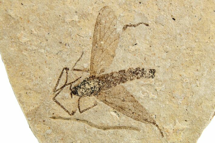Detailed Fossil Fly (Plecia) - France #259839